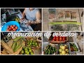 Organización de verduras 🥕🍅🥔🍌🍊esto me funciona