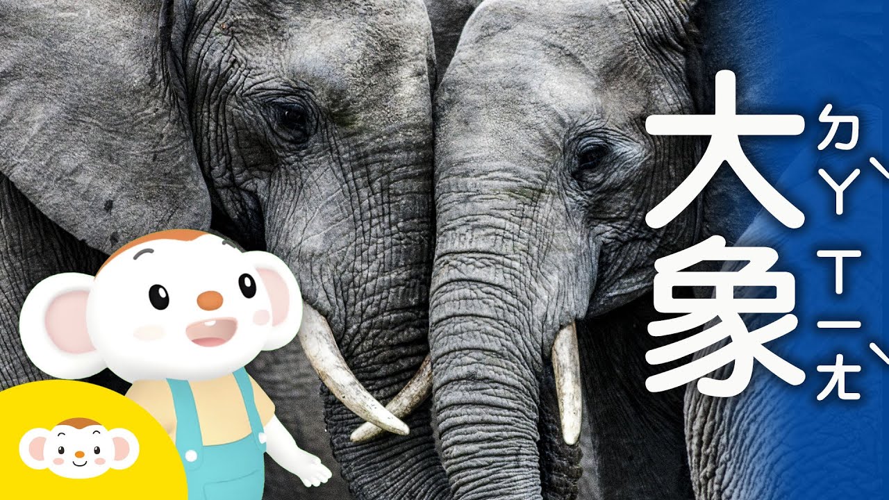 【樂樂探險去｜動物】大象的鼻子為什麼那麼長？大象的鼻子可以做什麼？