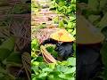 Unique way to take lotus leaf stalks #shorts