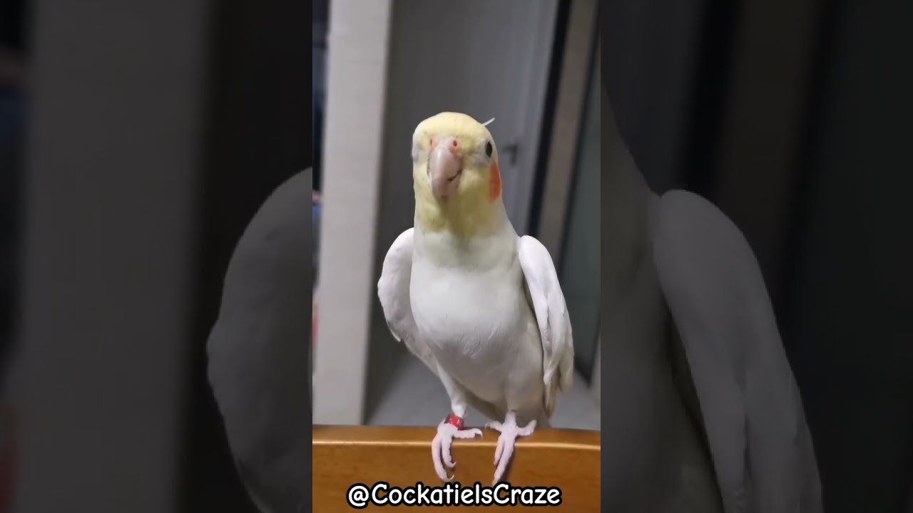 Cute Cockatiel Singing And Dancing Unleashing Cockatiels Craze 