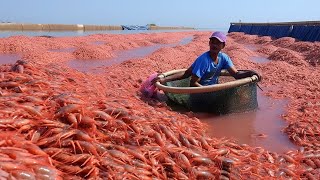 วิธีเลี้ยงและเก็บเกี่ยวกุ้งหลายล้านตัวในฟาร์ม - การแปรรูปกุ้งในโรงงาน