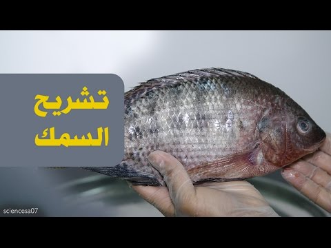 تشريح السمكة | Fish Anatomy