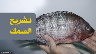 تشريح السمكة | Fish Anatomy