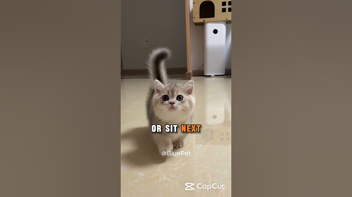 Why CATS 🐈 Are More Attracted To Some People Than Others?  #cat #cats