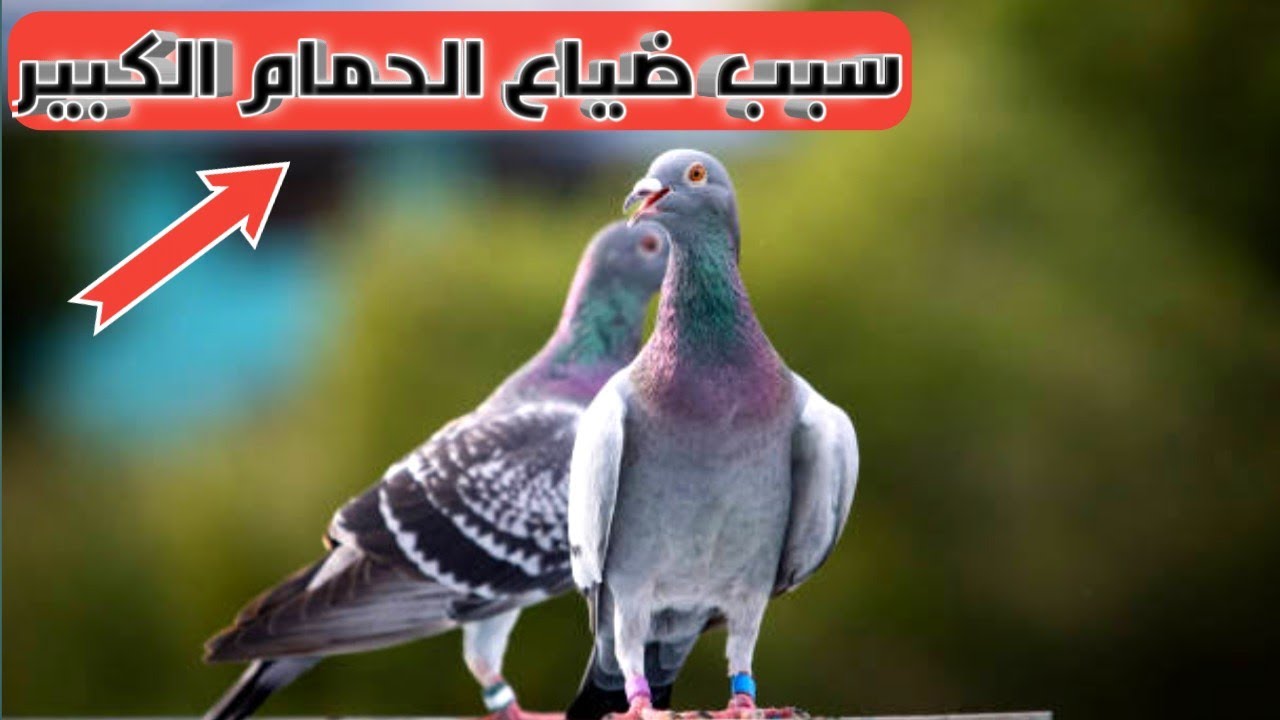 سبب ضياع الحمام الزاجل الكبير من فوق اللوفت