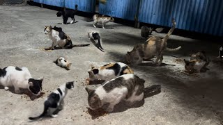 Feeding Hundreds Of Cats In The Dark When I Can't Sleep by Kitten Needs Help 2,000 views 5 months ago 4 minutes, 47 seconds