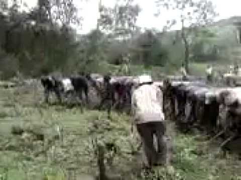 Djzouk Fouta Kileh Gehssa