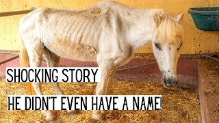 THE SADDEST STORY OF A DREAM PONY | Tenerife Horse Rescue