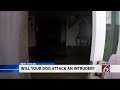 What would your dog do if an intruder entered your home?
