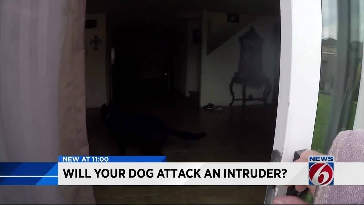 what happens if a dog attacks a intruder