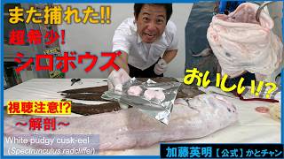 超深海魚！幻のシロボウズをちょっと食べてみた！調査研究・食利用・教育教材 White pudgy cusk-eel, Spectrunculus radcriffei ≫ 加藤英明【公式】かとチャン