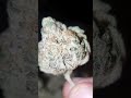 Skywalker og 🍃 An Indica-dominant hybrid cross of Mazar, Blueberry, and OG Kush.