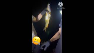 Diving and shooting stream fish is quite fun and interesting