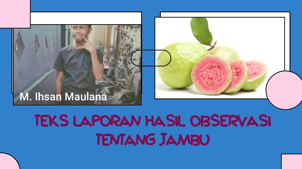 CONTOH TEKS LAPORAN HASIL OBSERVASI TENTANG JAMBU - YouTube