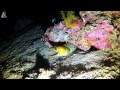 Night Diving in Sabang Puerto Galera, Philippines