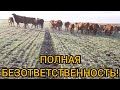 СКОТ АТАКУЕТ НАШИ ПОЛЯ!!!