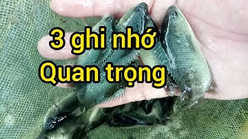 Nuôi cá rô đồng trên bể. 3 điều quan trọng để có kết quả tốt.