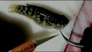 Fish tumor surgery