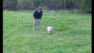 Sporting Scene - Basic Spaniel Training for The Gun .
