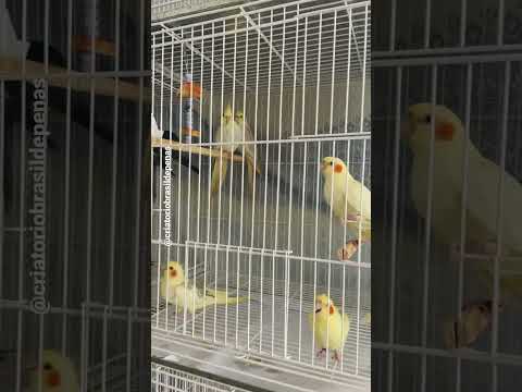 Filhotes mansinhos de calopsita ❤️🥰 #calopsita #calopsitagram #calopsitalove #cockatiel #cockatoo
