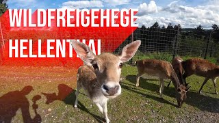 Ein Besuch im Wildfreigehege und der Greifvogelstation Hellenthal | STUMPI