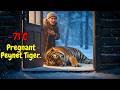 Frozen Pregnant Tiger Collapses at an 80-Year-Old Woman’s Door – The Ending is Pure Magic