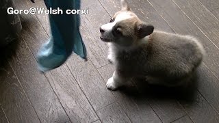 20141101 Part 8 cute puppy Vs. towel / コーギー子犬 vs タオル welsh corgi pembroke