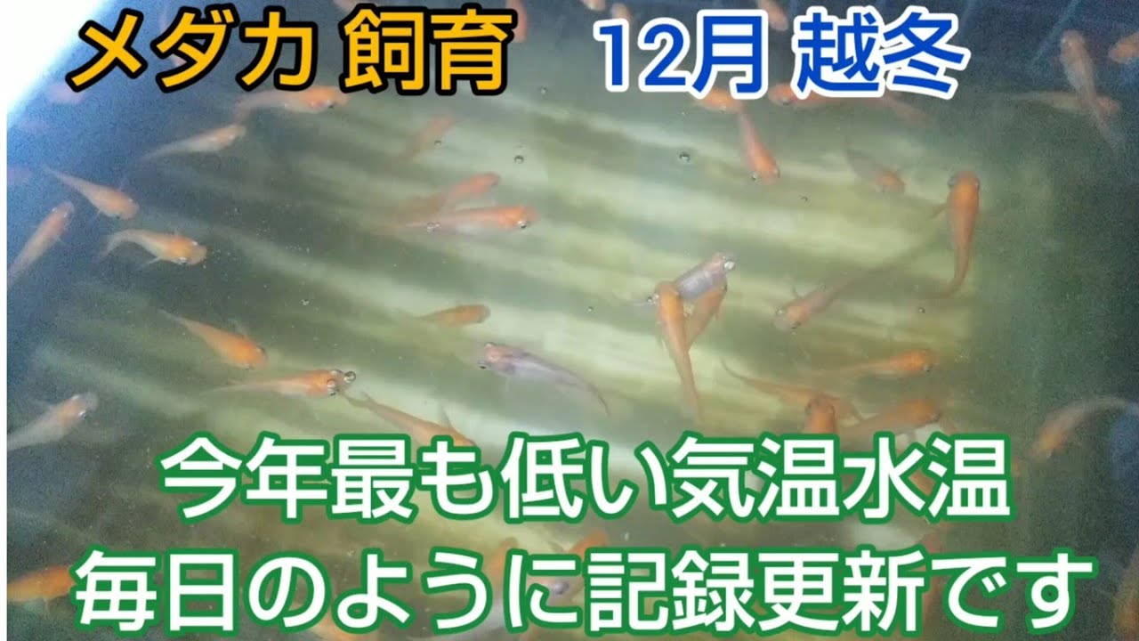 メダカ 飼育 今年最も低い気温水温 全国的に冷え込んできましたね 動きも鈍くてじっとしていてこれが普通で冬越しですね 12月 越冬 屋外 屋内 加温飼育 Youtube