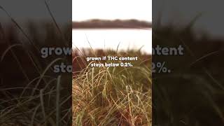 Hemp And Cbd Laws Worldwide