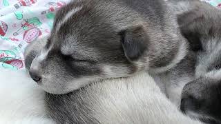 Siberian Husky Puppy Snuggle Pile
