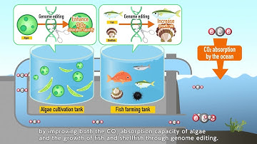 Attempt to reduce CO₂ in the ocean by enhancing the carbon fixation capacity of marine organisms