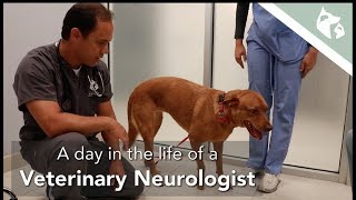 A day in the life of a Veterinary Neurologist Vlog 1 || Southeast Veterinary Neurology