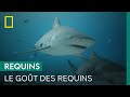 Pourquoi certains requins relâchent-ils leur proie après l&#39;avoir mordue ?