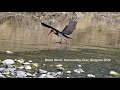 Black Stork, Coconia nigro