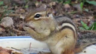 Chipmunk Stuffing Almonds Into His Cheeks with Timelapse