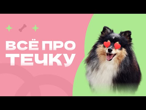 Video: Эструс колдонушум керекпи?