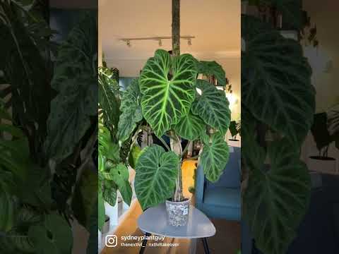 Video: Philodendron Bipennifolium Info: Tips Merawat Fiddleleaf Philodendron