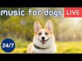 Relaxing Dog Music TV  (Live 24/7) Used by 10 Million Dogs, Deep Sleep Anxiety Therapy