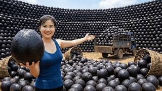 TIMELAPSE -- Harvesting 1000+ Black Pomelos on the Farm and Taking Them to Market Sell