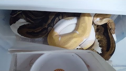 Ball Python - Some Breeding Behavior