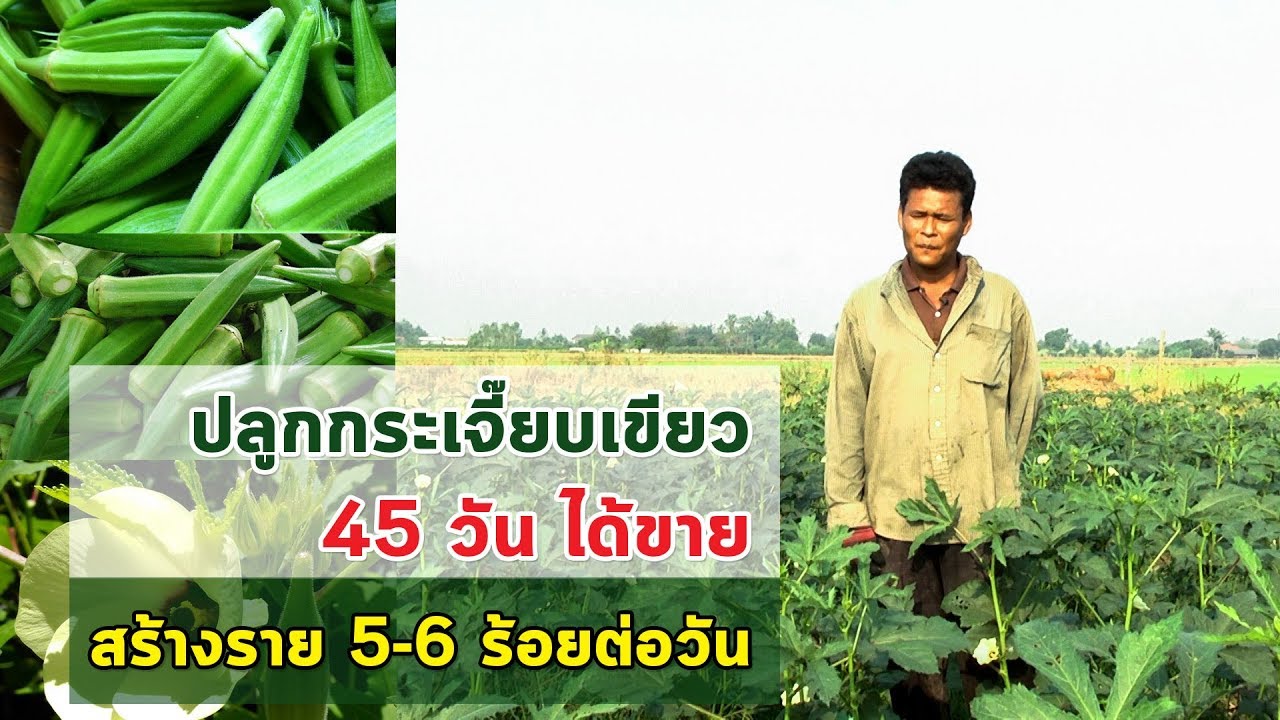 ปลูก กระเจี๊ยบ เขียว New Update ปลูกกระเจี๊ยบเขียว 45 วัน ได้ขาย สร้างราย 5-6 ร้อยต่อวัน