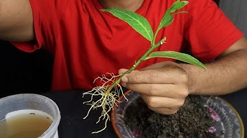 How to growing citrus stem #timelapse