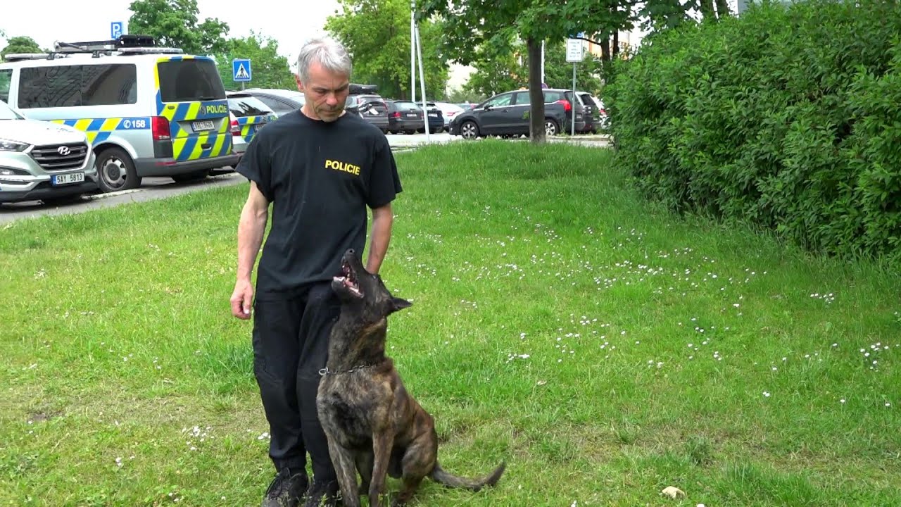 Psí mistr světa s ocelovým úsměvem: Služební ovčák z Prahy kraluje kynologickým soutěžím