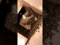 Swarming Bees Catch 2024 #shorts #youtubeshorts #bee #honey #gbmountainhoney #bees