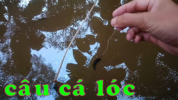 CSRV 35 | ĐI CẮM CÂU CÁ LÓC ở điểm câu mình mới phát hiện và kết quả sau một đêm lao động