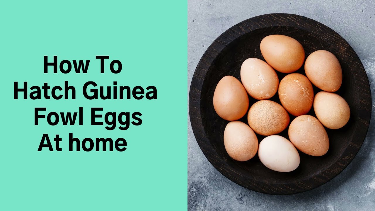 How To hatch Guinea Fowl eggs