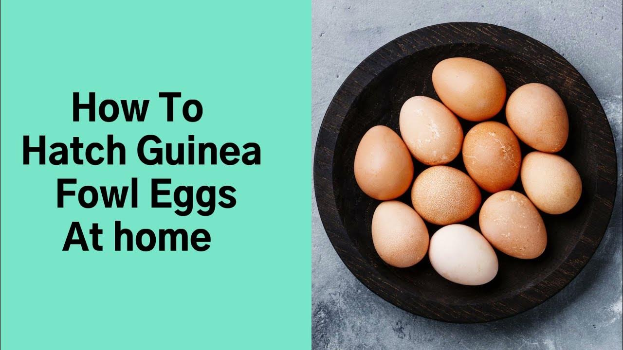 How To hatch Guinea Fowl eggs YouTube