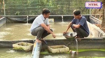 KINH NHIỆM NUÔI CÁ CHẠCH LẤU THÀNH CÔNG