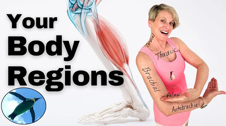 Body Regions Made EASY! | A&P Basics 🐧🕺🏃🏼‍♀️