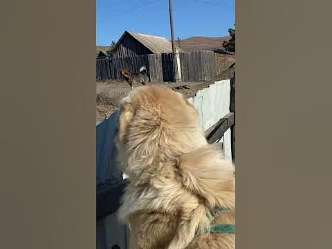 Собака лает,караван идёт - YouTube